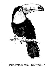 toucan, tropical birds, toucan graphics, sketch, bird, bird of paradise, best prints on t-shirt, vector, black and white graphics, hand-drawn, outline