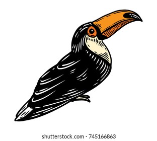 Toucan. Tropical exotic bird hand drawn vector illustration. Engraved toucan bird.