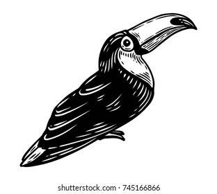 Toucan. Tropical exotic bird hand drawn vector illustration. Engraved toucan bird.