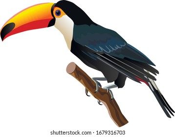 Toucan, tropical exotic birds, bird of paradise