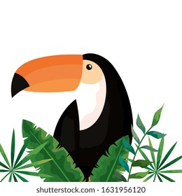 toucan with tropical leafs isolated icon vector illustration design