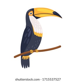 Toucan Tropical Parrot, Beautiful Bird with Blackk and White Plumage Vector Illustration