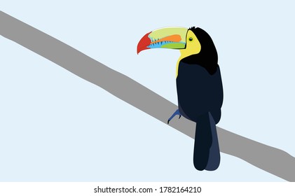 Toucan Tukan Bird Tropic Vector 