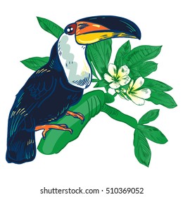 Toucan, Vector hand drawn illustration