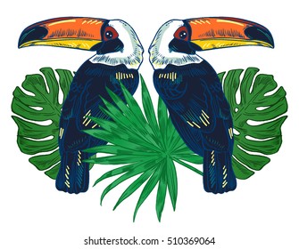 Toucan, Vector hand drawn illustration