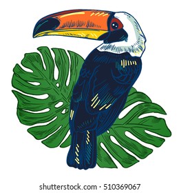 Toucan, Vector hand drawn illustration