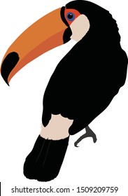 Toucan vector illustrated by hand