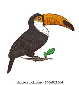 Toucan vector illustration. Hand drawn toucan bird. Colorful illustration. Toucan sitting on a branch. 