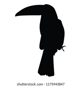 Toucan  vector silhouette illustration isolated on white background.