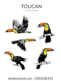 Toucan Vektorgrafik-Illustration. Handgezeichneter tropischer Vogel. Schwarzer Umriss, Form