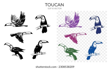 Toucan vector sketch illustration. Set of hand drawn tropical bird. Black outline, shape