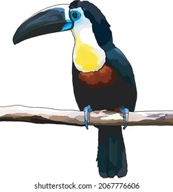 Toucan-ariel sitting on a branch (Ramphastos Vitellinus)