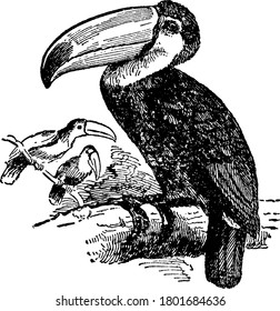 In the Toucans of genus Rhamphastos, the ground color of the plumage is generally black; the throat, breast, and rump adorned with white, yellow, and red; the body is short and thick; tail rounded,