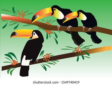 Toucans hornbill beautiful nature in the forest, tropical ,wildlife isolated on background vector illustration