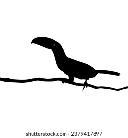 Toucans are Neotropical members of the near passerine bird family Ramphastidae. The Ramphastidae are most closely related to the American barbets, Bird Silhouette. Vector Illustration