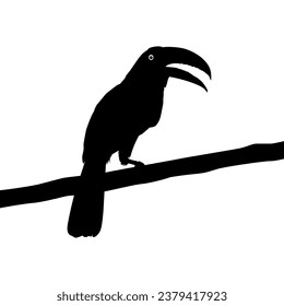 Toucans are Neotropical members of the near passerine bird family Ramphastidae. The Ramphastidae are most closely related to the American barbets, Bird Silhouette. Vector Illustration