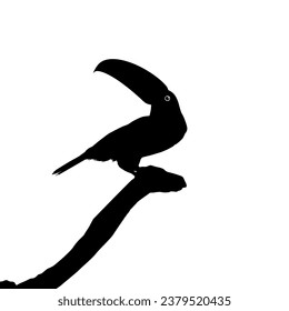 Toucans are Neotropical members of the near passerine bird family Ramphastidae. The Ramphastidae are most closely related to the American barbets, Bird Silhouette. Vector Illustration