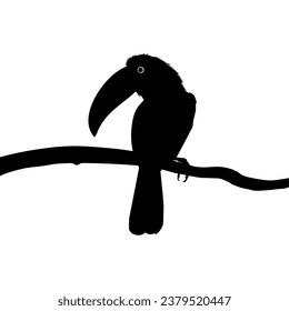 Toucans are Neotropical members of the near passerine bird family Ramphastidae. The Ramphastidae are most closely related to the American barbets, Bird Silhouette. Vector Illustration