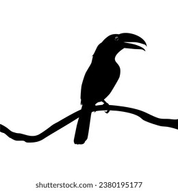 Toucans are Neotropical members of the near passerine bird family Ramphastidae. The Ramphastidae are most closely related to the American barbets, Bird Silhouette. Vector Illustration