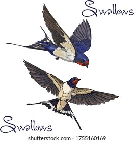 Tow Swallows in flight. Vector elements design