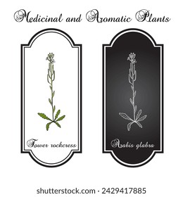 Tower rockcress, or tower mustard (Arabis glabra), medicinal plant. Hand drawn botanical vector illustration