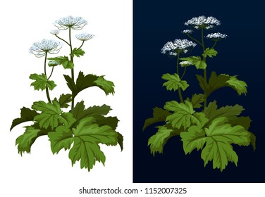 Toxic hogweed plant. Cow-bream. Heracleum plant. Heracleum Sosnowski full size isolated on white vector illustration.