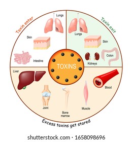 Toxins. Process Of Detoxification And Elimination. Enter, Exit, And Store Of Toxins In Humans Body. A Toxin Is A Poisonous Substance That Capable Of Inducing Antibody Formation.