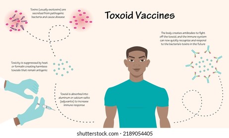 Toxoid Vaccine Infographic vector illustration diagram