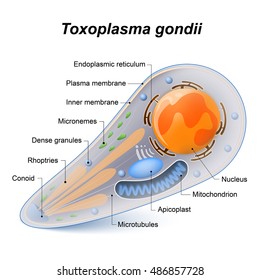 Toxoplasma gondii is an obligate intracellular, parasitic protozoan that causes the disease toxoplasmosis. Diagram of Toxoplasma structure.