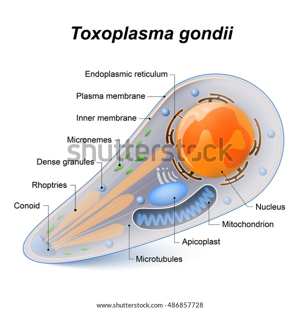 protozoo intracelular