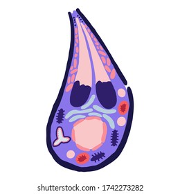 Modelo celular de toxoplasmosis. Celda aislada sobre un fondo blanco en un estilo plano. Virus peligroso para las mujeres embarazadas. Material educativo. Enfermedad. Ilustración vectorial de material.