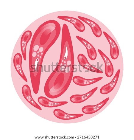 Toxoplasmosis Vector Illustration. Vector illustration depicting human immune cells, including macrophages and mast cells, showcasing the biology of the immune system and monocyte types in immunology