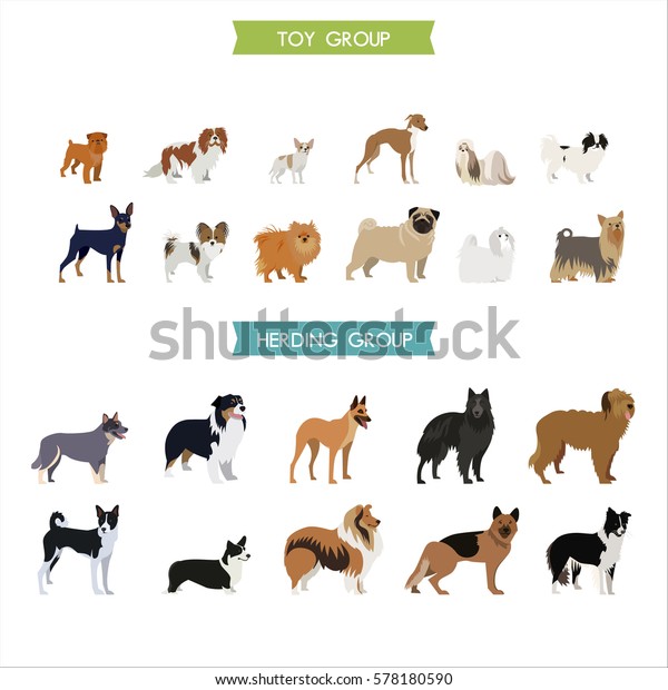 Toy Herding Dog Breeds Stock Vector (Royalty Free) 578180590 | Shutterstock