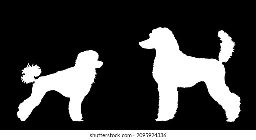 Toy Poodle Against Royal Poodle Vector Silhouette Illustration Isolated On Black Background. French Poodle Couple In Love Standing. Beware Of Dog Show Event. Black Dog Silhouette.