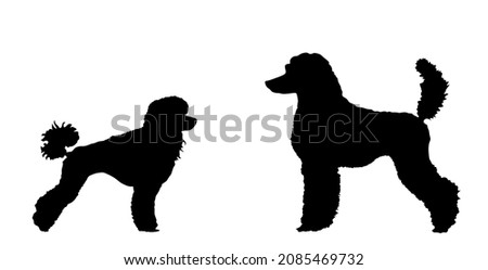 Toy Poodle against Royal Poodle vector silhouette illustration isolated on white background. French poodle couple in love standing. Beware of dog show event. Black dog silhouette.
