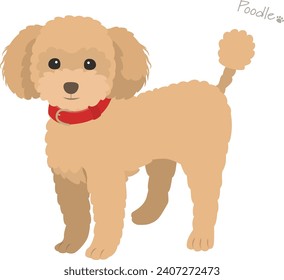 Toy poodle apricot vector illustration