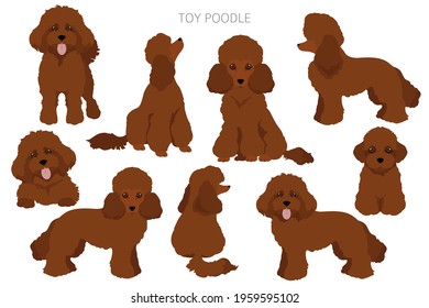 Toy poodle clipart. Different poses, coat colors set.  Vector illustration