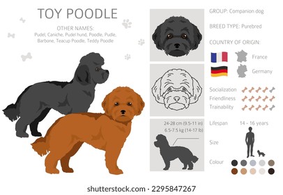 Spielzeug-Poodle-Clipkunst. Unterschiedliche Posen, Farben für die Fellfarbe.  Vektorgrafik