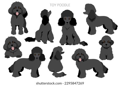 Toy poodle clipart. Different poses, coat colors set.  Vector illustration