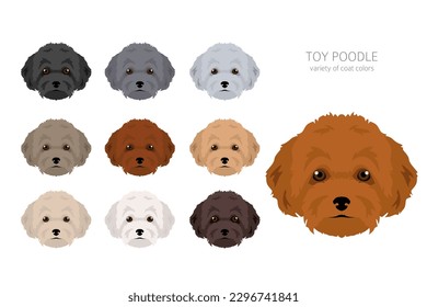 Spielzeug-Poodle-Clipkunst. Unterschiedliche Posen, Farben für die Fellfarbe.  Vektorgrafik