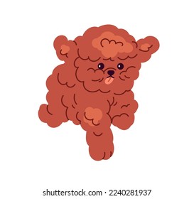 Toy Poodle, cute puppy running. Funny little miniature dog rushing. Adorable doggy with tongue out. Amusing pup, sweet canine animal. Flat graphic vector illustration isolated on white background