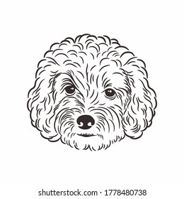 Toy Poodle front face illustration