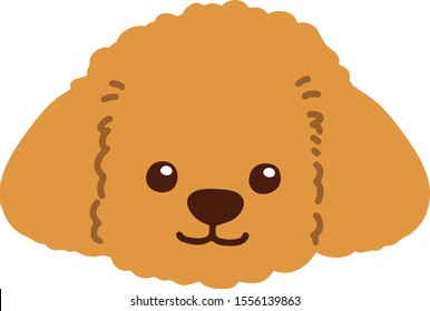 Toy Poodle front head flat color