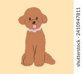 Toy Poodle isolated vector illustration. Little cute domestic purebred dog of brown color.