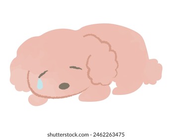 Caniche de juguete boca abajo y llorando lágrimas
