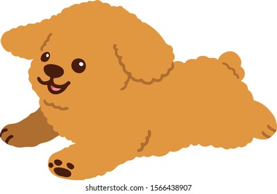 Toy Poodle puppy jumping flat colored