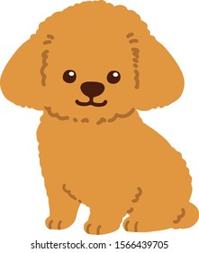 Toy Poodle puppy sitting front flat colored