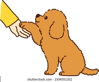 Toy Poodle puppy sitting shaking hands