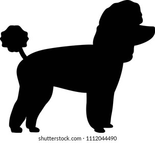 Toy poodle silhouette real in black