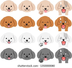 Toy poodle of various expressions